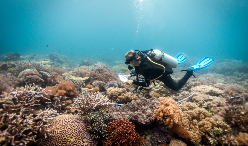 Plongée écoresponsable en Guadeloupe : explorez les récifs en conscience