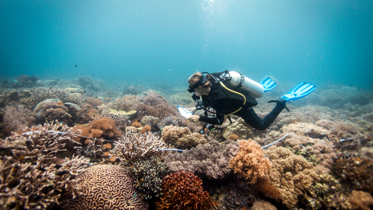 Plongée écoresponsable en Guadeloupe : explorez les récifs en conscience
